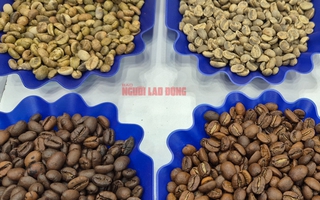 Giá cà phê hôm nay 1-2: Nông dân chờ giá lên