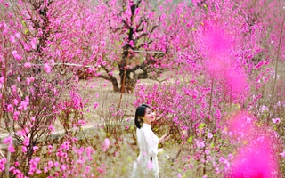 Một Hà Nội studio xuân