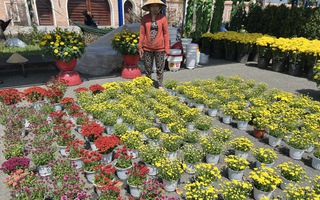 VIDEO: Hoa, kiểng Tết giá bình dân hút khách tại miền Tây