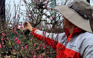 Hoa đào Tết nở sớm, người bán ngóng khách từng ngày