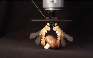 Độc lạ robot: Từ "lai" sinh học đến "da" điện tử