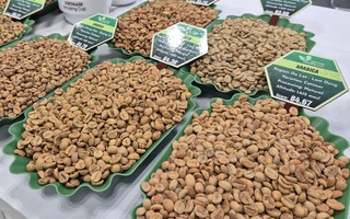 Giá cà phê hôm nay 11-2: Giảm mạnh trước dự báo Brazil được mùa lớn