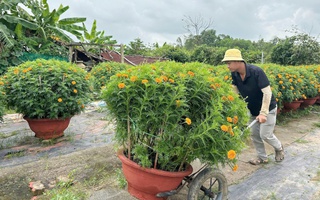 Làng hoa lớn nhất Đà Nẵng “cháy hàng” giáp Tết Bính Ngọ