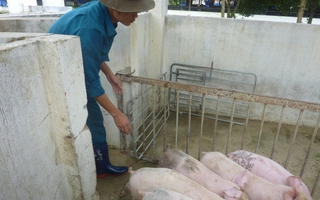 Giá heo hơi hôm nay, 11-2: Thịt heo ồ ạt về chợ, giá cả biến động bất ngờ