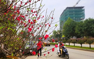 Đào nở thắm phố phường, tiểu thương đành phải chặt bỏ cây không kịp vào Tết