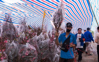 VIDEO: Hoa đào giá bình dân đổ bộ TPHCM dịp cận Tết