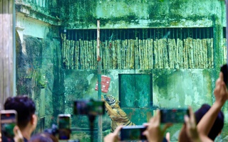 Du xuân cùng muôn thú ở Thảo Cầm Viên