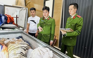 Bỏ 2 tỉ đồng mua 2 con hổ về nấu cao