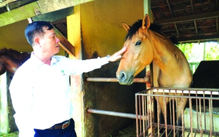 130 năm nuôi ngựa cứu người