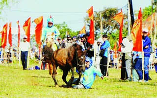 Cười ngất Với hội đua ngựa thồ