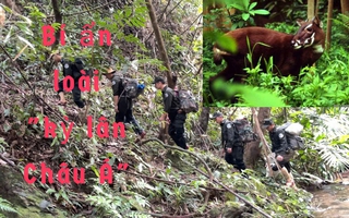 Bí ẩn loài "kỳ lân châu Á"