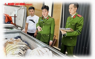 Mua hổ cấp đông giá gần 2 tỉ đồng để nấu cao