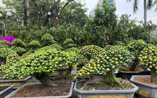 Nhiều hoa kiểng "độc lạ" tại các chợ hoa ở TPHCM