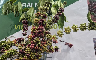 Năm hoàng kim của cà phê Việt Nam