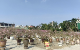 VIDEO: Hàng ngàn cây hoa đào nở sớm, người bán hạ giá nhưng vẫn vắng khách mua