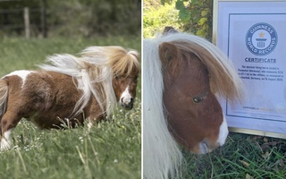 Ngộ nghĩnh chú ngựa lùn nhất thế giới