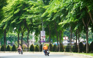 Dưới màu xanh thành phố