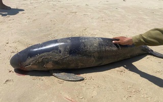 Cá Ông dạt vào Bãi Sau, phường Vũng Tàu (TPHCM) vào trưa 29 Tết