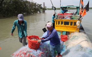 Xuân bình yên trên xã đảo Thạnh An