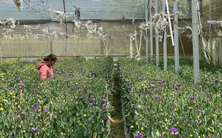 Từ bùn đất đến sắc xuân trên "thủ phủ rau xanh" Đơn Dương