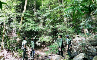 Gác niềm riêng, giữ rừng xuyên Tết