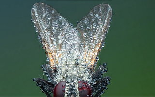 Cận cảnh côn trùng, mở ra một thế giới lạ lẫm mê ly