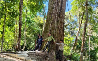 "Thần mộc" ngàn năm tuổi ở núi Voi