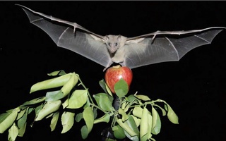 Lâm Đồng tăng cường phòng chống bệnh do virus Nipah, sốt xuất huyết