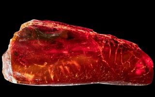 Sưu tập hổ phách, đại thi hào Đức "nhốt" sinh vật 40 triệu tuổi mà không hay