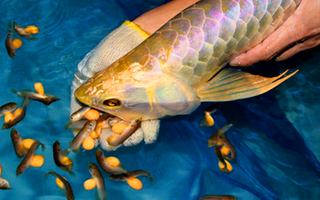 Ăn trứng cá rồng, 13 người nghi ngộ độc nhập viện