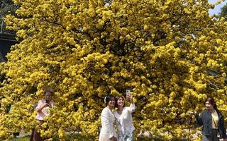 Nườm nượp người check-in "Cụ mai" đẹp nhất nhì tỉnh Đồng Nai dịp Tết