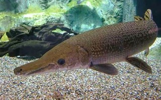 13 người ngộ độc do ăn trứng cá rồng là không chính xác