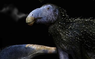 Trung Quốc phát hiện “rồng gai” chưa từng thấy trên thế giới