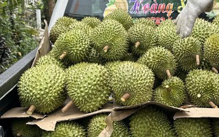 Giá sầu riêng đầu năm cao ngất ngưởng