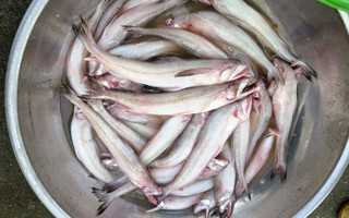 Gần 1 triệu đồng/kg cá khoai, ngư dân hồ hởi "xông biển" ngày đầu năm mới