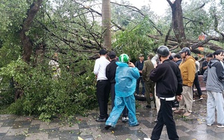 VIDEO: Cây cổ thụ đối diện đền Quán Thánh bất ngờ bật gốc, đổ xuống đường Thanh Niên