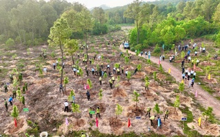 Huế phát động "Tết trồng cây đời đời nhớ ơn Bác Hồ"