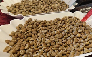 Giá cà phê hôm nay 25-2: Quay đầu tăng mạnh, chưa đến lúc lo thừa cung