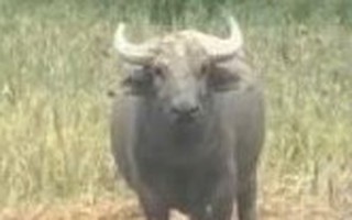 Xuất hiện con trâu hung dữ, húc 2 người bị thương