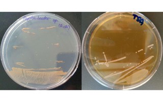 Sinh vật cực nguy hiểm lộ ra từ băng hang động 5.000 năm