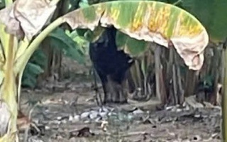 Vụ con trâu gây án rồi "vượt biên", có làm thay đổi trách nhiệm?