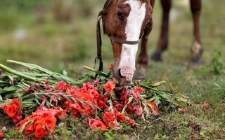Hoa lay-ơn nở muộn, nông dân ngậm ngùi nhổ bỏ