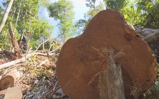 Bắt tạm giam một giám đốc công ty lâm nghiệp vì nhận hối lộ