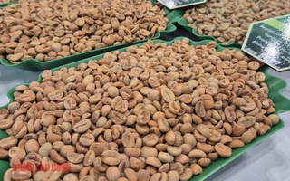 Giá cà phê hôm nay 3-2: Robusta giảm, Việt Nam xếp thứ 3 cung cấp cà phê cho Úc