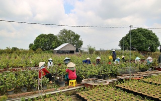 Mang mùa xuân đến cho nhiều lao động