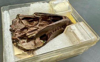 Sinh vật 250 triệu tuổi tiết lộ điều quan trọng về con người