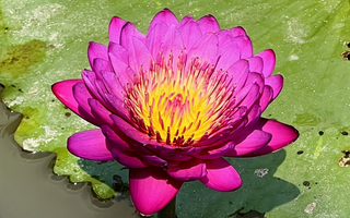 Bất ngờ mô hình trồng hoa súng kiểng trong vườn sầu riêng, tăng thu nhập kép ở Cần Thơ