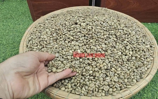 Giá cà phê hôm nay 4-2: Lao dốc khủng khiếp