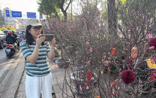 Hoa đào Tết bắt đầu tràn về TPHCM, người mua bất ngờ khi hỏi giá
