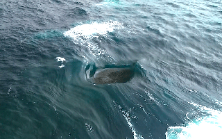 Con sóng "điên rồ" đến mức vô lý ở Tây Úc